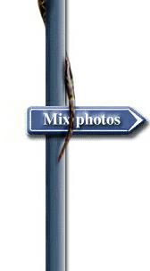 till mixade bilder...